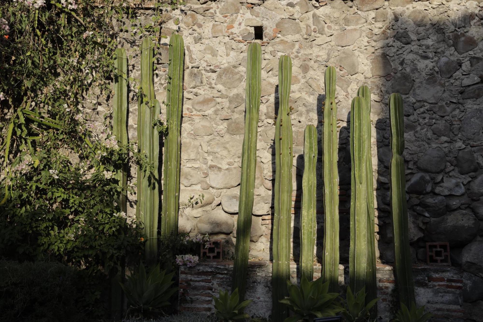 Orchid House San Miguel de Allende Eksteriør billede