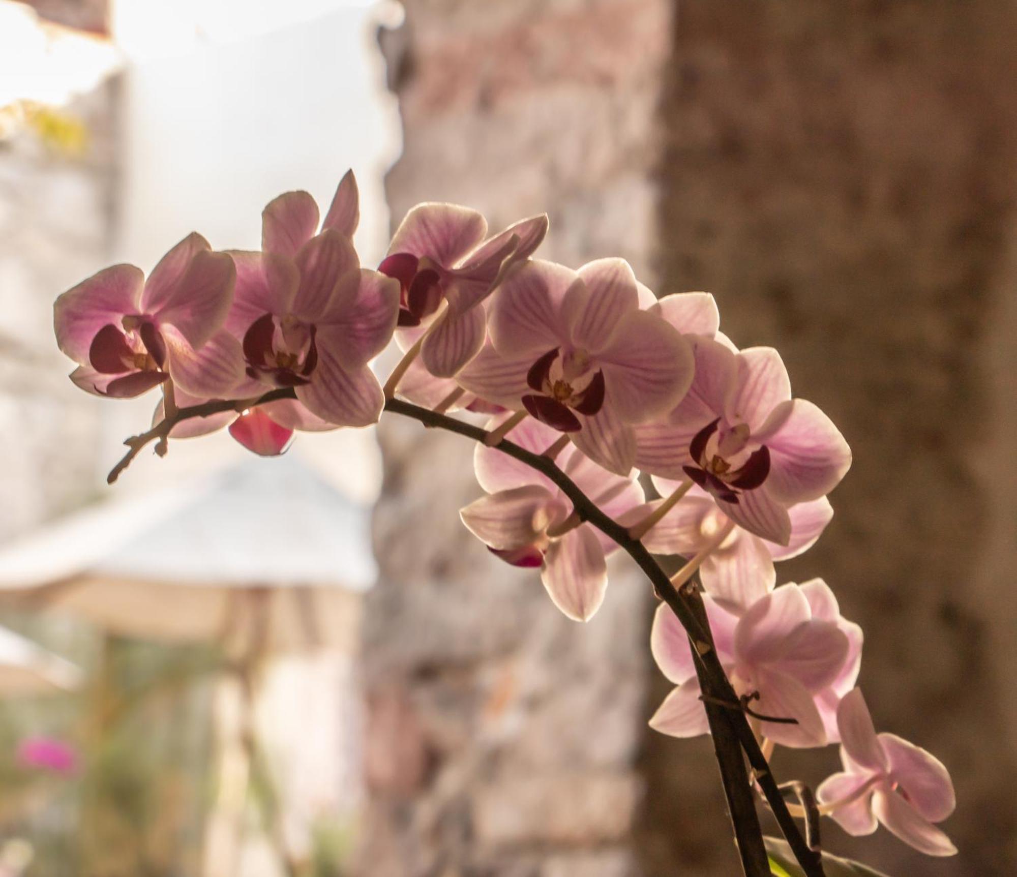 Orchid House San Miguel de Allende Eksteriør billede